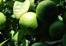 Propiedades y Usos Culinarios de la Cáscara de Limón