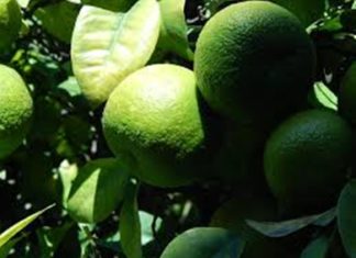 Propiedades y Usos Culinarios de la Cáscara de Limón