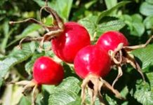 Cómo Preparar los Frutos de su Propia Rosa Mosqueta