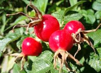 Cómo Preparar los Frutos de su Propia Rosa Mosqueta