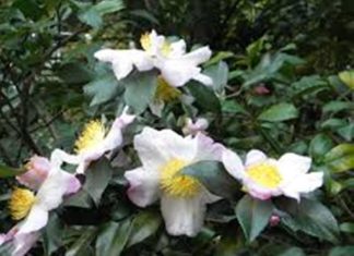 10 Asombrosos Beneficios del Té