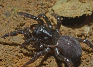 La araña que viajó 10.000 kilómetros para conquistar un continente