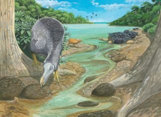 Desvelada la vida secreta de los dodos, los «pájaros bobos»