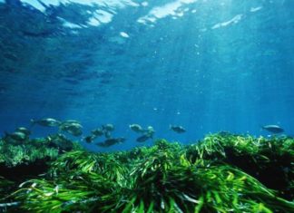 Resuelto el misterio de los «círculos de hadas» del Mediterráneo