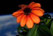 La primera flor que crece en el espacio