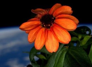 La primera flor que crece en el espacio