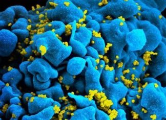 Una única inyección cada ocho semanas es suficiente para controlar el VIH