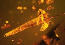 Una flor nunca vista atrapada en ámbar desde hace 15 millones de años