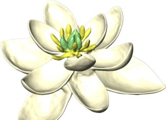 ¿Es este el aspecto de la primera flor sobre la Tierra?