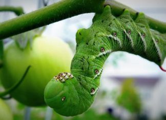 El tomate ataca a las orugas y las vuelve caníbales