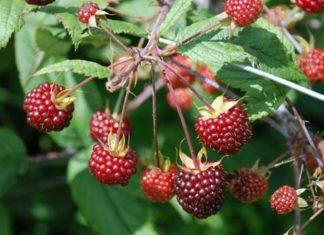 La mora, de apetitoso fruto a «plaga terrible» en las Galápagos