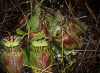 ¿Por qué las plantas se vuelven carnívoras?