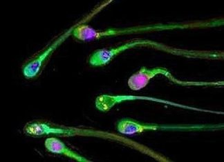 El recuento de espermatozoides continúa su caída en picado en el mundo occidental
