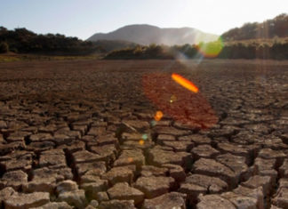 Una sexta extinción en masa está en marcha, y es nuestra culpa