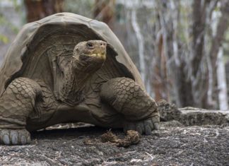Una tortuga gigante extinguida hace 150 años se puede salvar gracias a los piratas