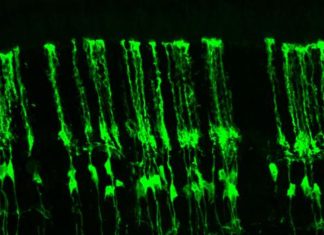Fabrican células de la retina para regenerar la vista