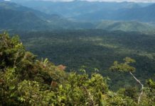 Ya está disponible la primera lista de las plantas amazónicas