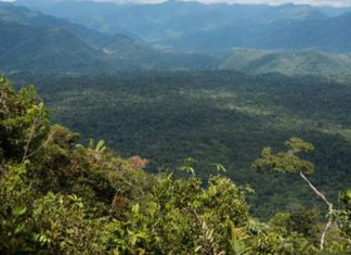 Ya está disponible la primera lista de las plantas amazónicas