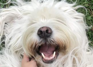 Los cinco mejores gadgets para perros