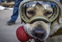 La Frida que sí existe: una heroína de cuatro patas