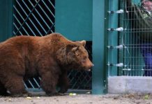 Así se rehabilita a un oso pardo silvestre