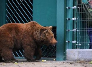 Así se rehabilita a un oso pardo silvestre