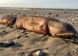 El ‘monstruo’ marino arrastrado por el huracán Harvey ya ha sido identificado