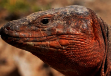 La extinción de los lagartos gigantes en Canarias altera el funcionamiento de los ecosistemas