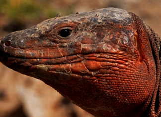 La extinción de los lagartos gigantes en Canarias altera el funcionamiento de los ecosistemas