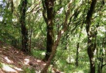 Canarias, abocada a sufrir «extinciones en masa» si no se toman medidas urgentes