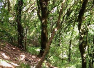 Canarias, abocada a sufrir «extinciones en masa» si no se toman medidas urgentes