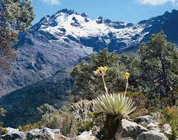 Maestros Merideños Por Mariano Nava