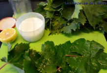 ¿Cómo preparar las Hojas de Parra y su conserva?