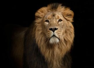 ¿Por qué los leones tienen melena? Las curiosas preguntas con las que la Universidad de Oxford elige a sus estudiantes de ciencias