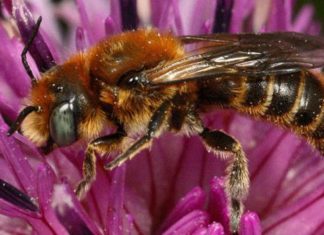 Un nuevo estudio confirma el dramático declive de los insectos en Europa