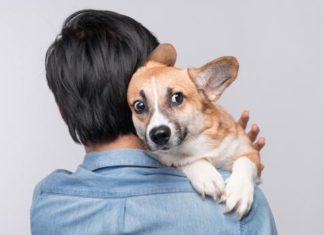 ¿De verdad pueden los perros oler el miedo?