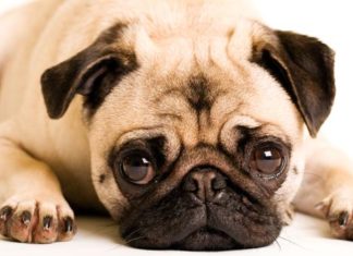 Sí, tu perro te pone caras