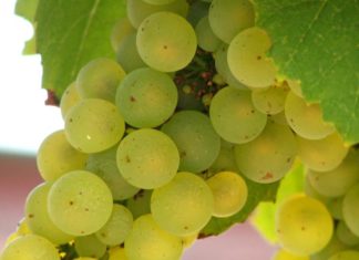 Uva, una fruta cardiosaludable