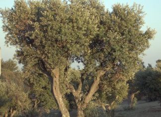 Los secretos genéticos del olivo traerán un aceite aún más saludable