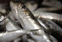 Un consejo asesor de la Comisión Europea pide paralizar totalmente la pesca de sardinas