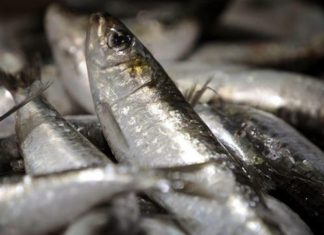 Un consejo asesor de la Comisión Europea pide paralizar totalmente la pesca de sardinas