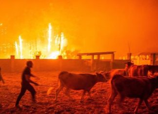 Protección Civil confirma 31 muertos en los incendios de Portugal