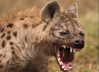 Tiempos de buitres y de hienas Por Gustavo Coronel