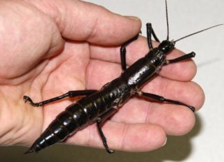 La fascinante Pirámide de Ball, hogar de un insecto gigante que se creía extinto