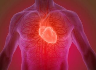 Descubren por qué el corazón se sitúa a la izquierda