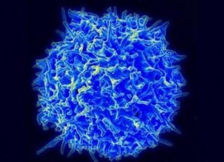 Diseñada una inmunoterapia capaz de revertir la esclerosis múltiple avanzada en ratones