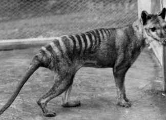 ¿Y si el tigre de Tasmania aún vive?
