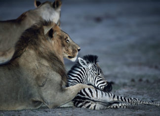 Las mejores fotografías de naturaleza del año #2017