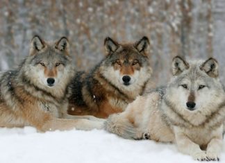 La cara más amable de los lobos: así cambiaron el curso de los ríos