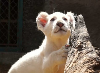 Nace el primer león blanco en cautiverio en México